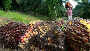 BUMD Perkebunan Sumatra Utara (PSU) Terapkan Transformasi Digital